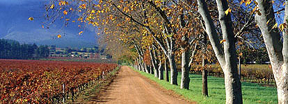 The Cape Winelands